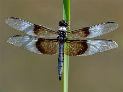 Widow skimmer 